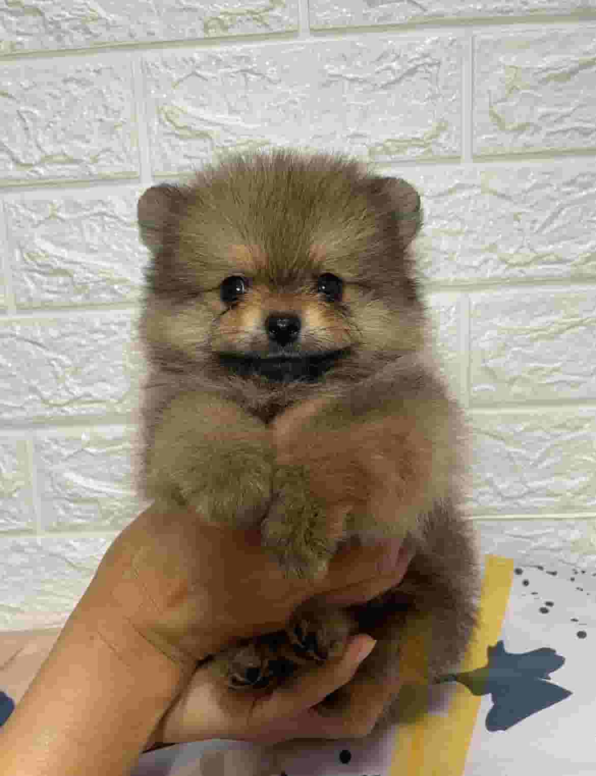 Pomeranian dog. 