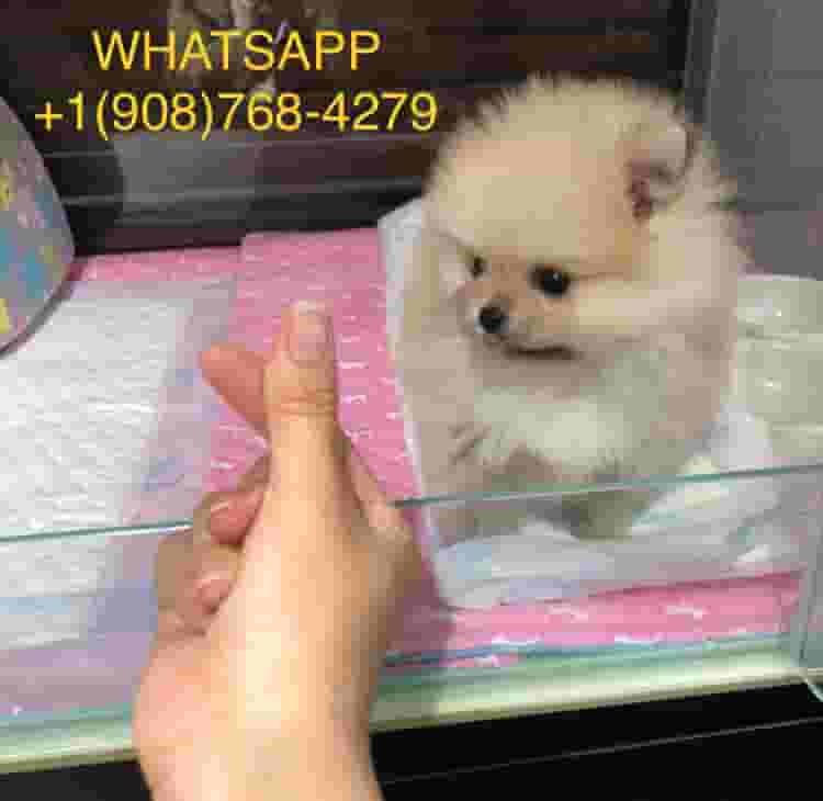 Pomeranian for sale