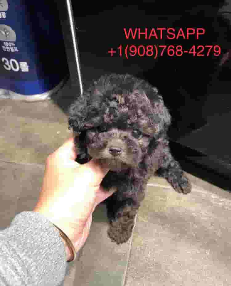 Poodle for sale