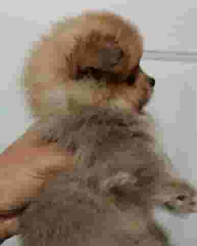 Pomeranian for free adoption