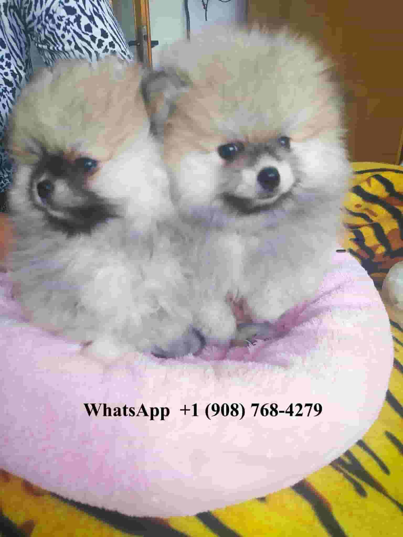 Pomeranian for free adoption