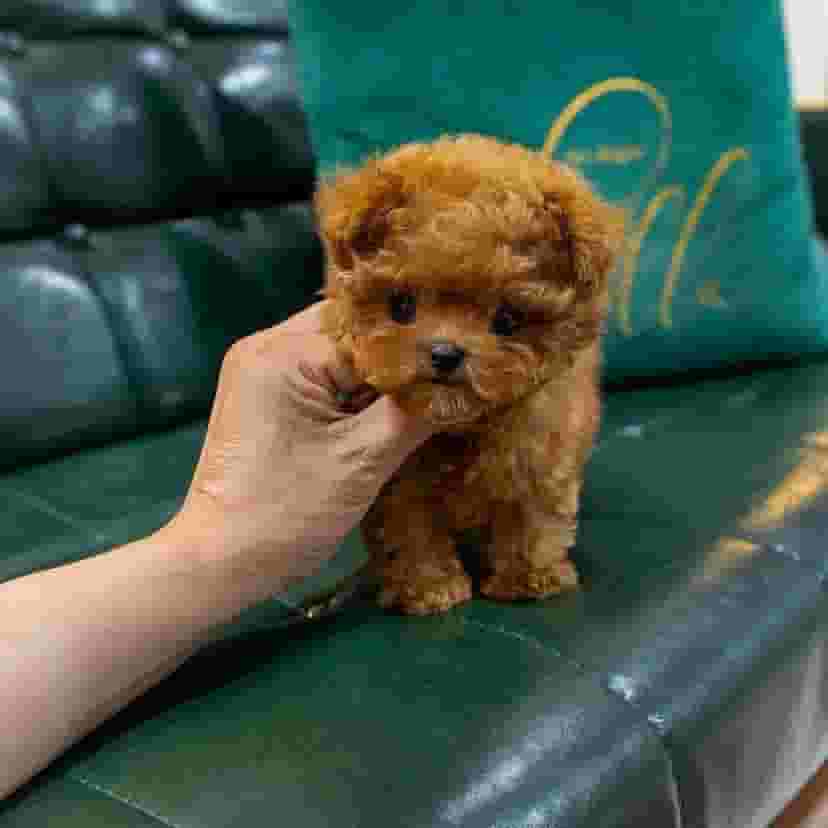 Teacup poodle fur sale