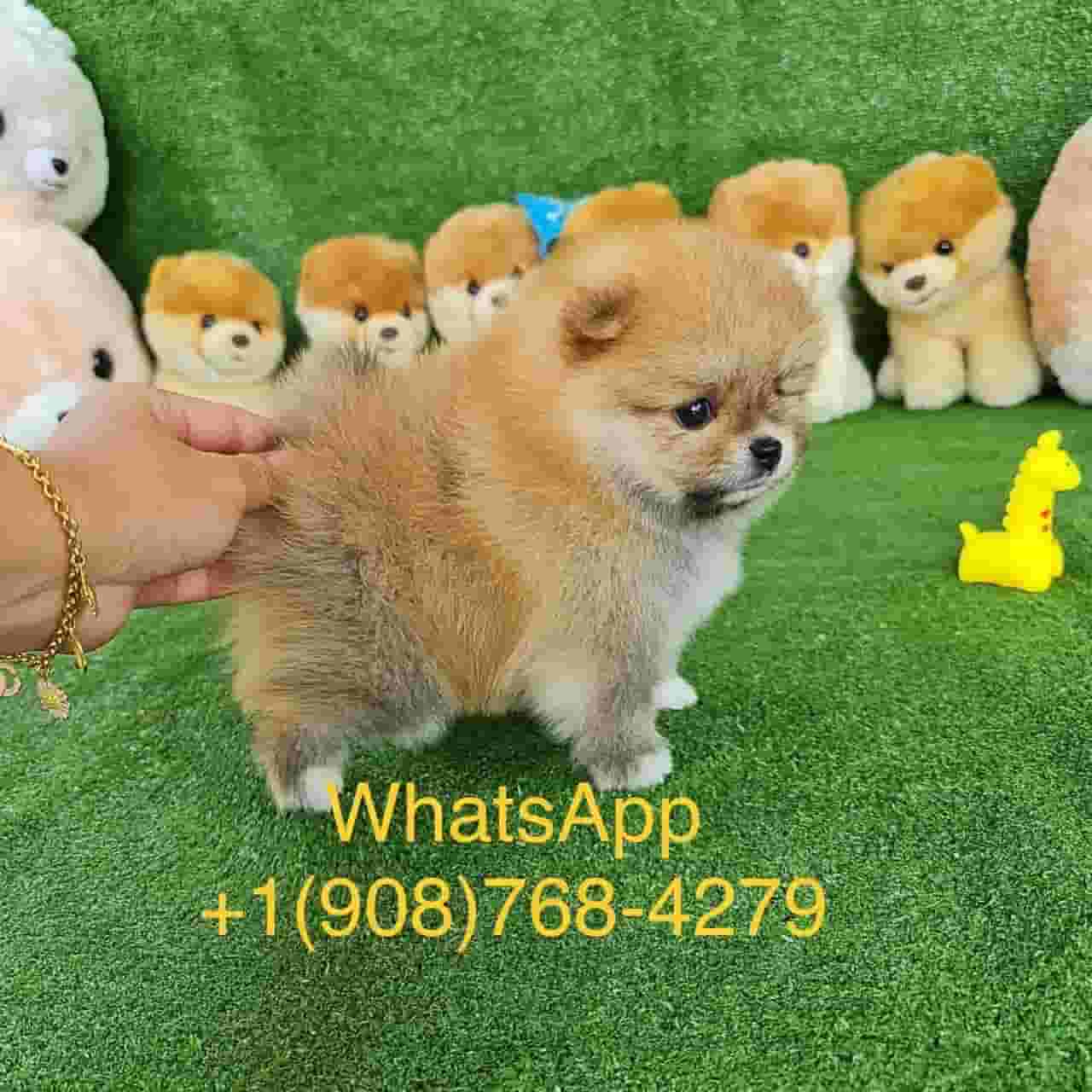 كلب طويل الشعر