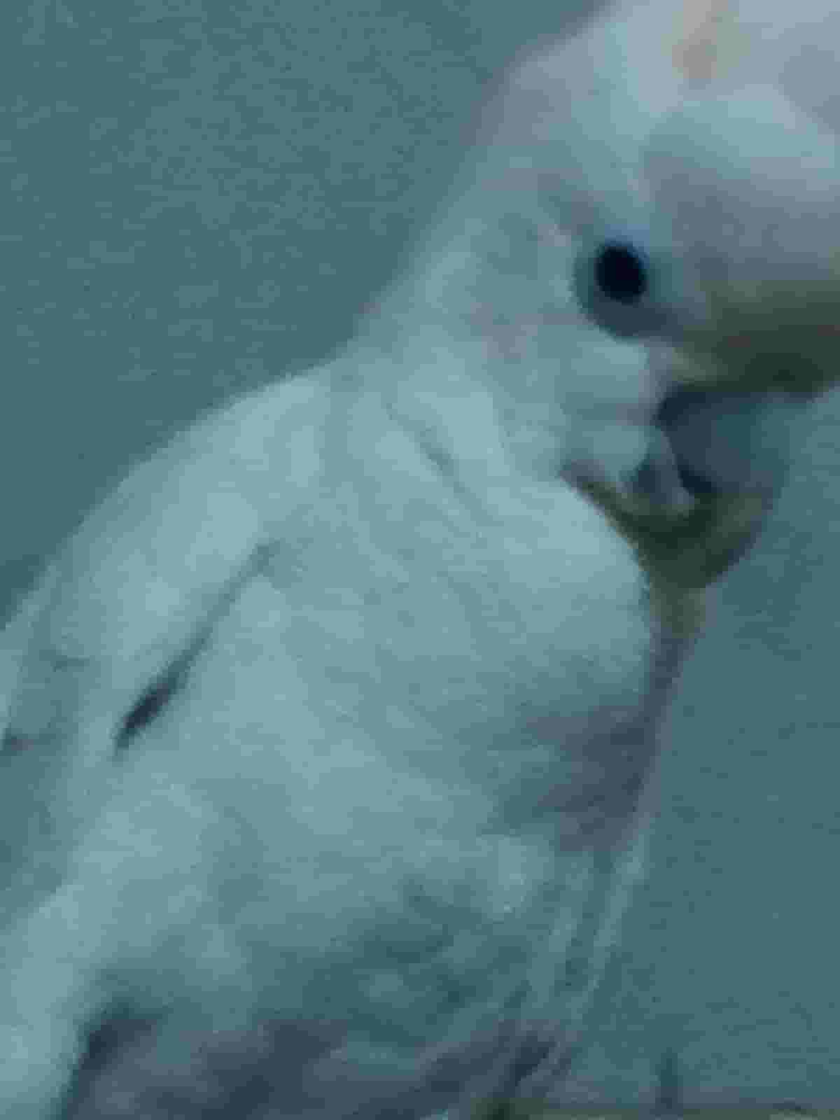  للبيع ببغاء كوكاتو