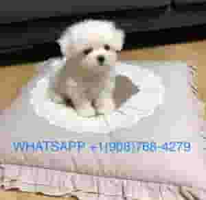 الكلاب المالطية