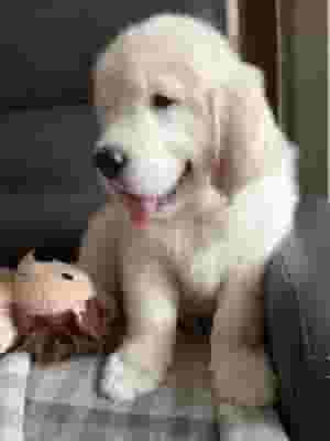 جولدن ريتريفر