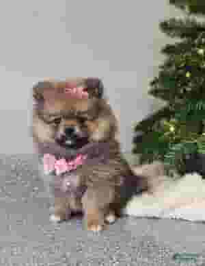 كلب طويل الشعر