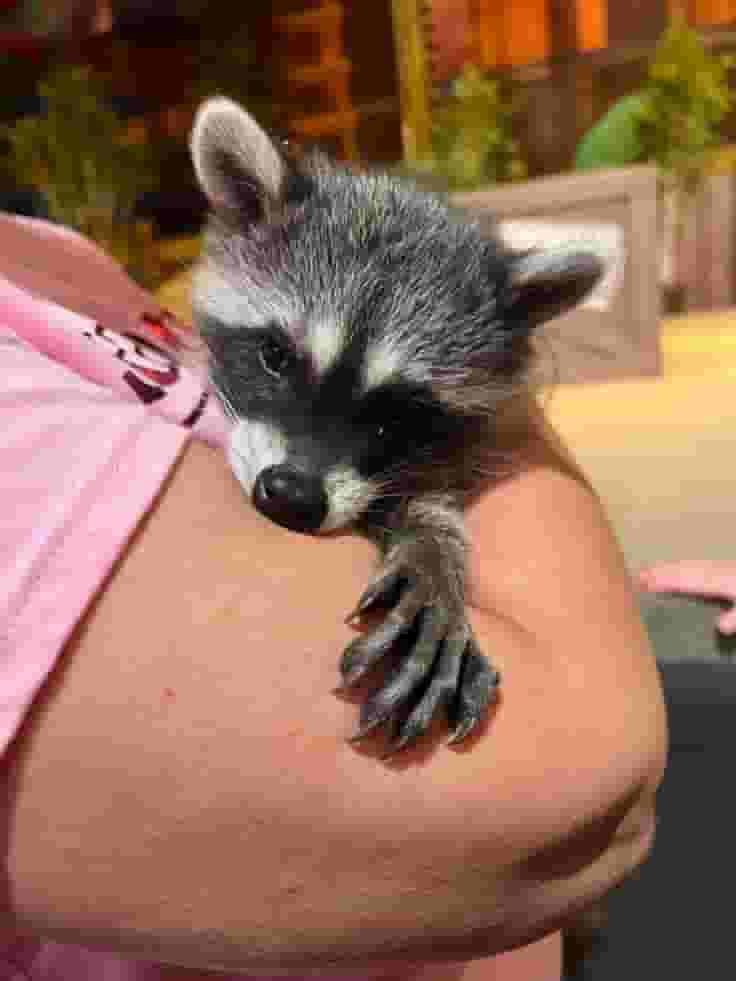 Raccoon for sale