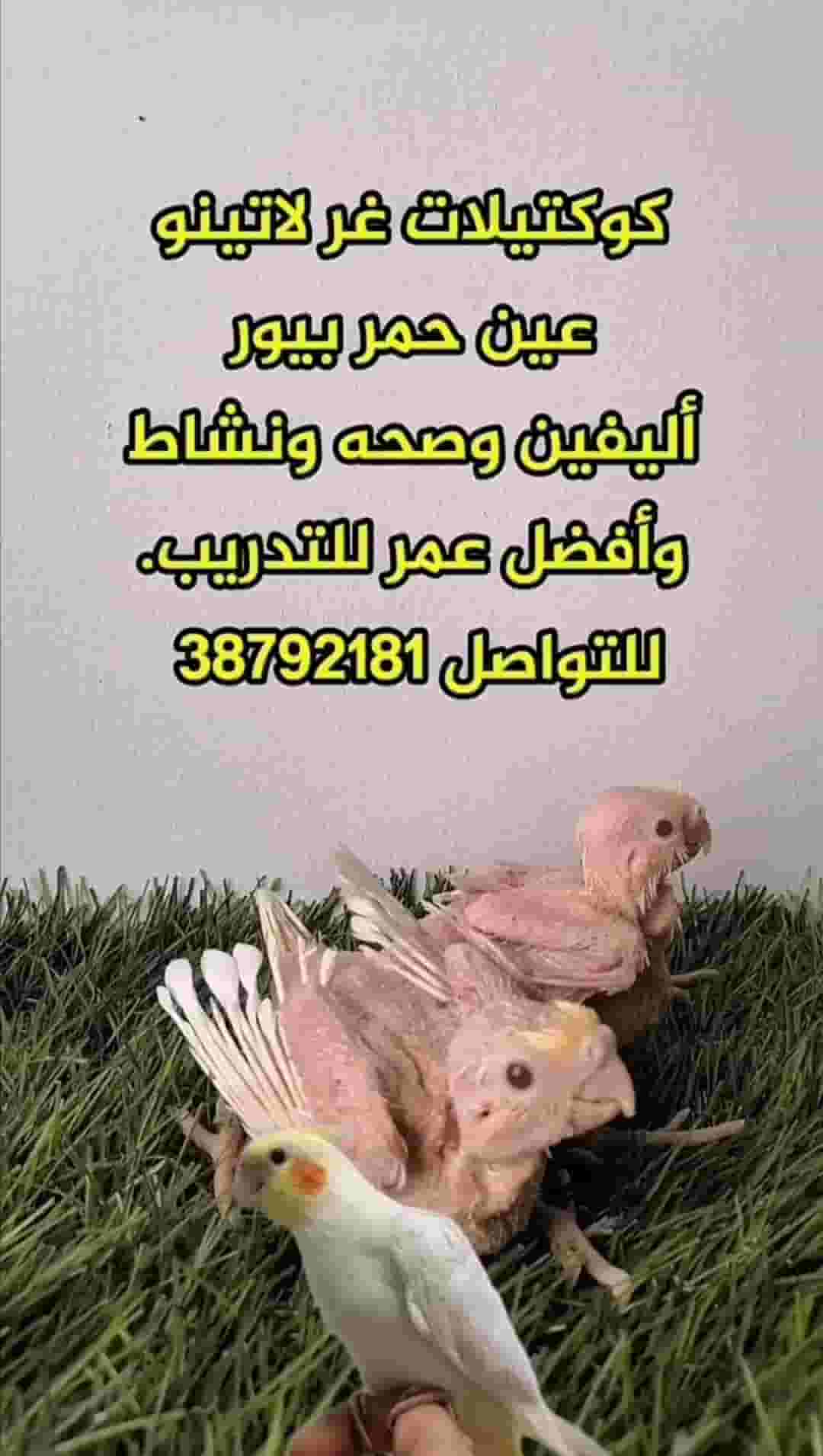 Gr Latino Ain Hamar Pure Cocktails