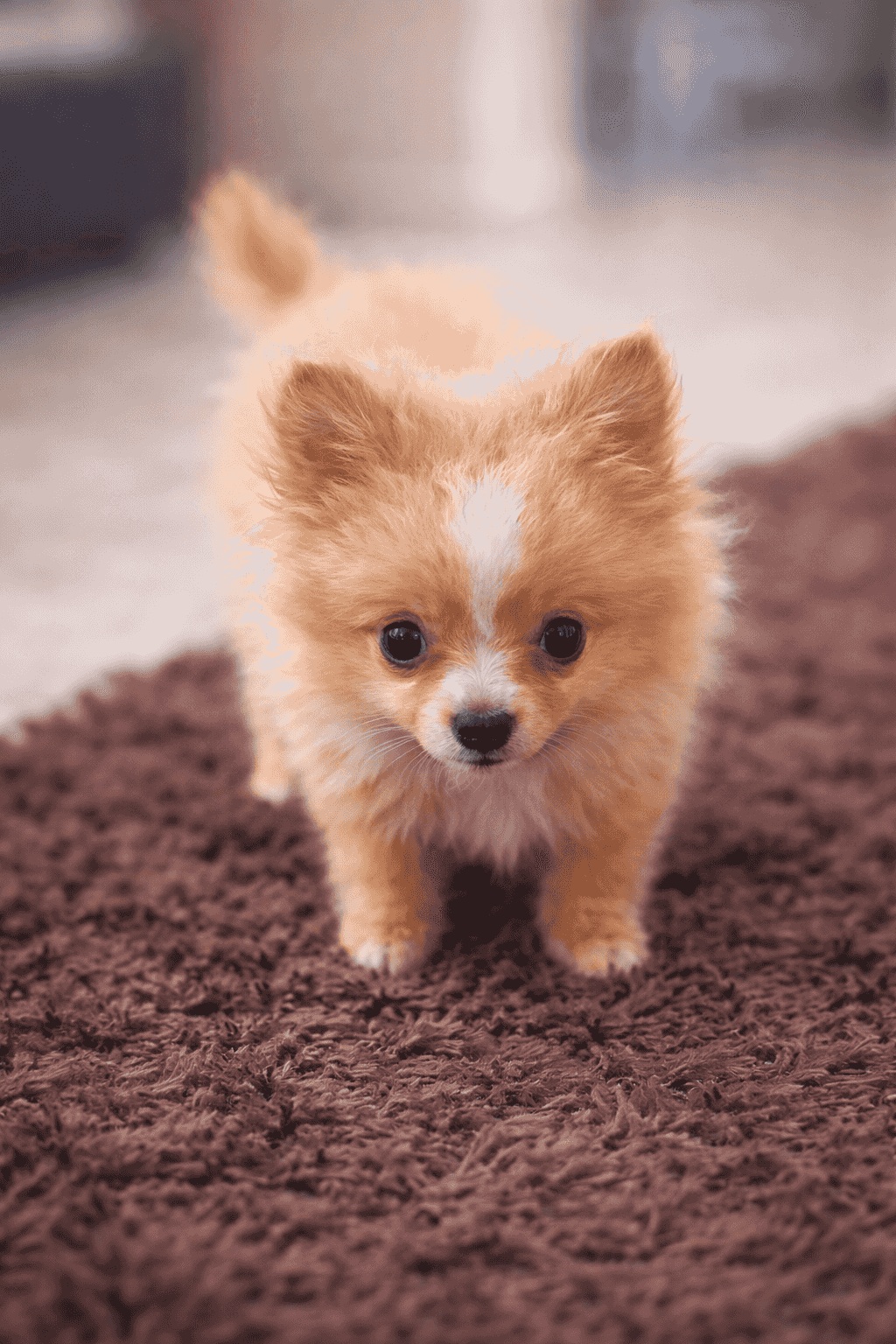 جرو بوميرانيان صغير للبيع 