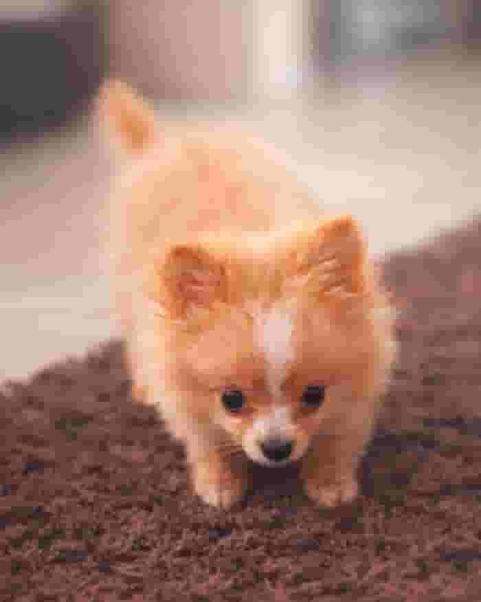 A gorgeous Pomeranian puppy looking for a loving home