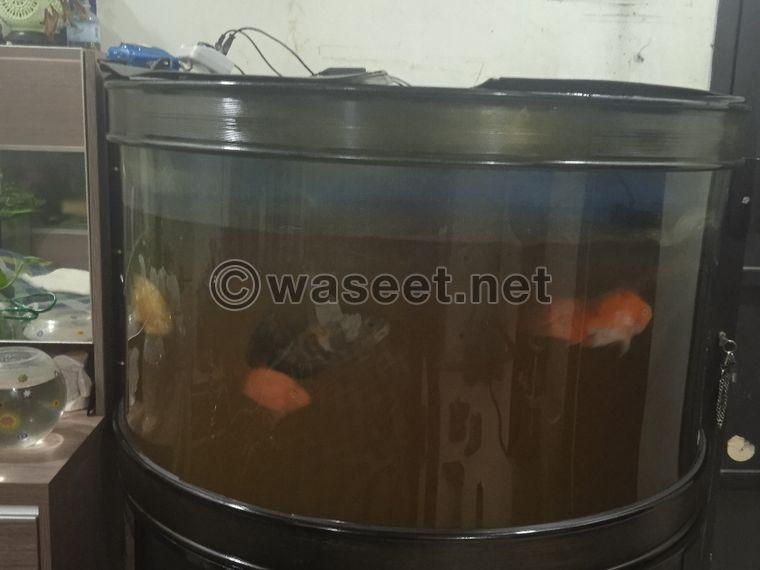 Fish tank for sale 0