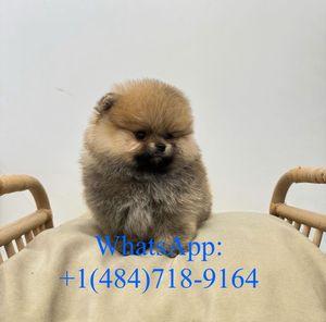 Male Pom for sale 