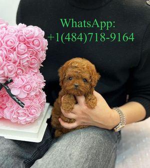 Poodle female puppy 