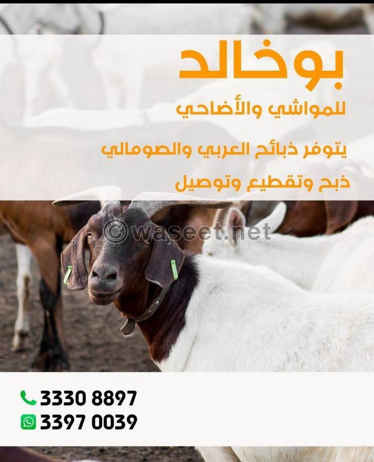 Bukhaled Livestock 0