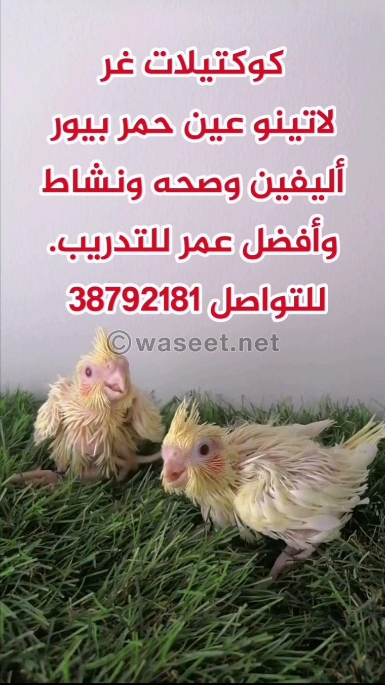 كوكتيلات غر لاتينو عين حمر بيور  0