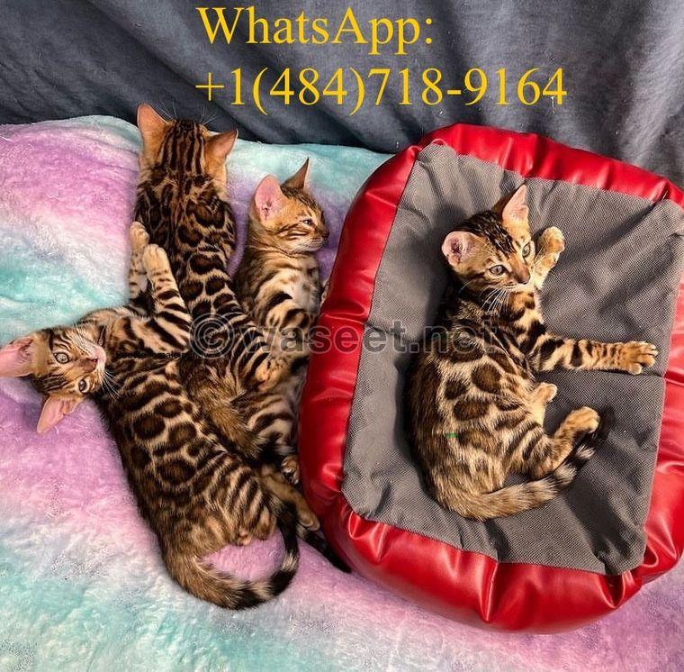 Bengal kittens for sale  0