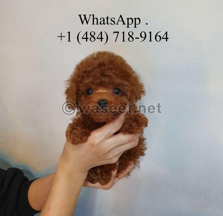 Teacup poodle for sale  0