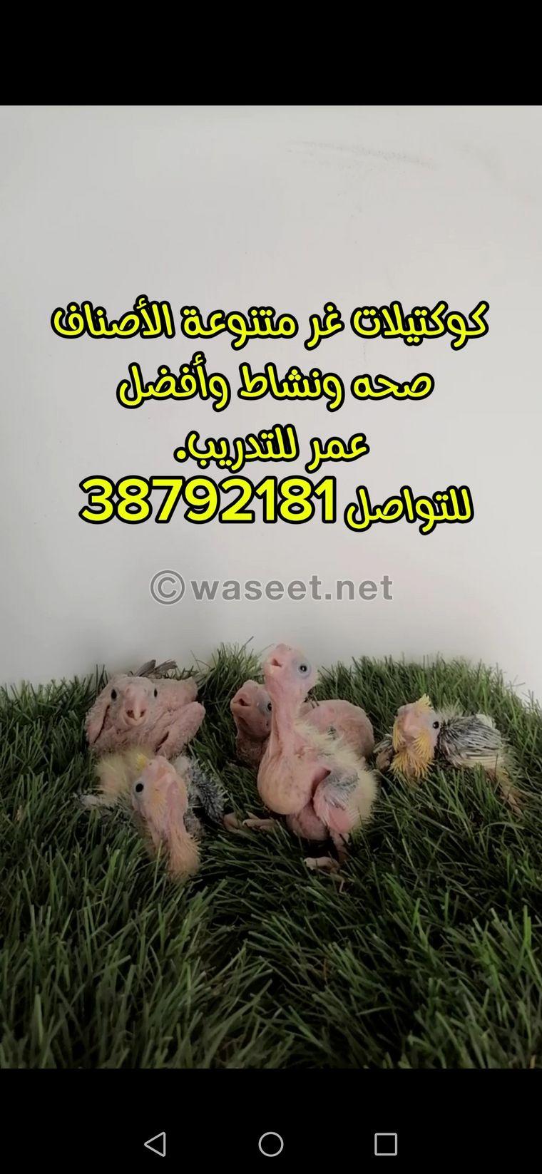 كوكتيلات غر متنوعة الأصناف  0