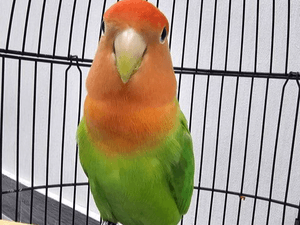 A pet love bird with a cage