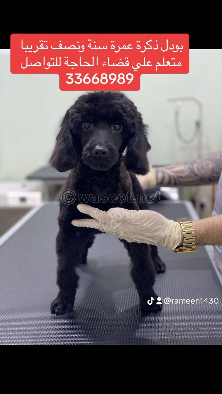 For sale a male poodle  0