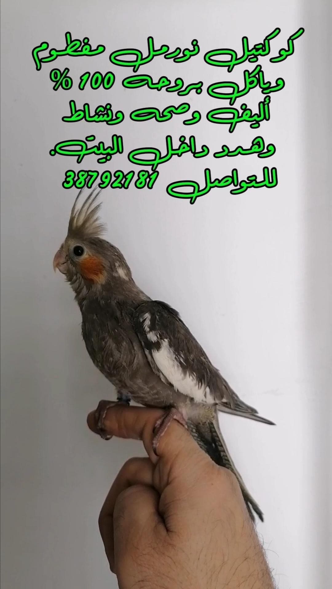Normal cocktail for sale 0