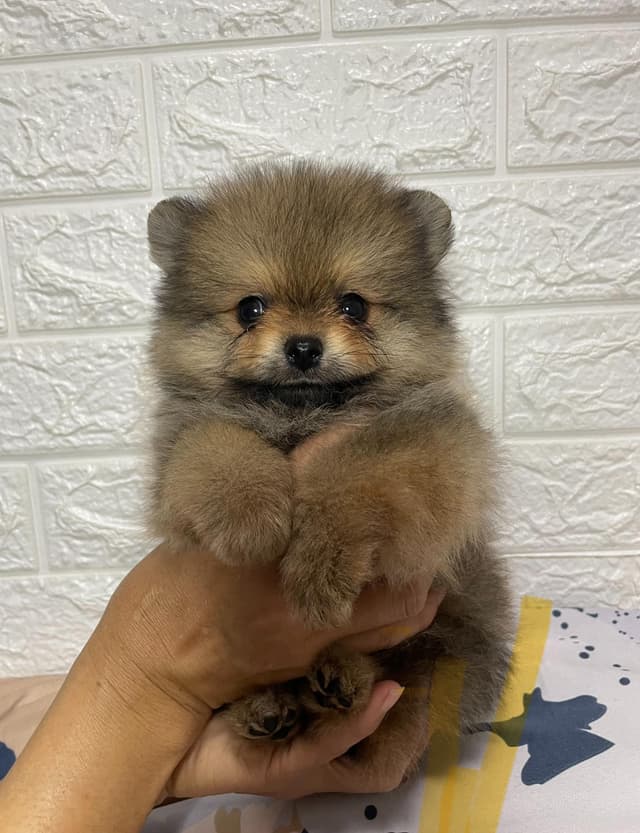 Pomeranian dog. 
