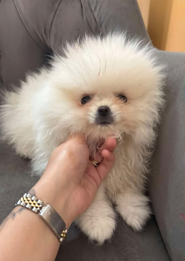 Pomeranian puppy for sale