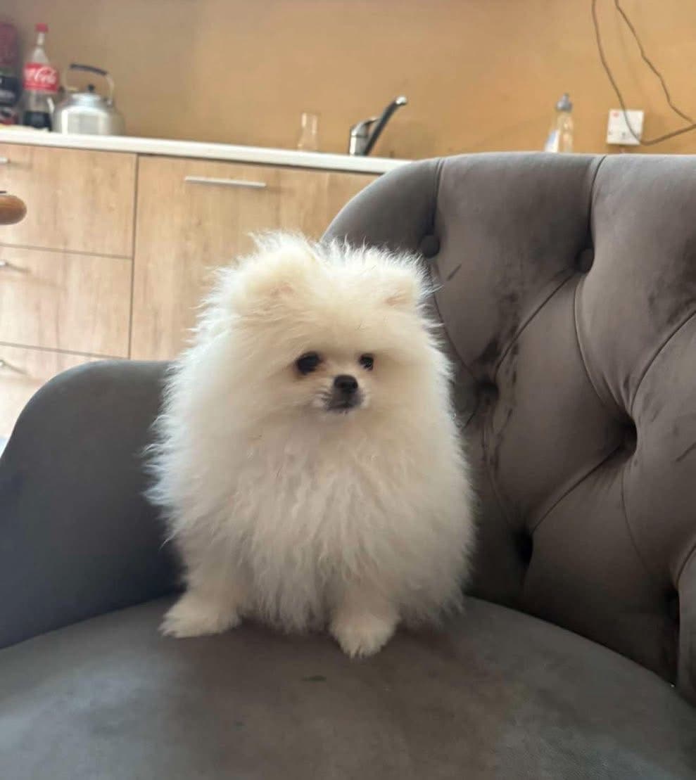 Pomeranian puppy for sale 1