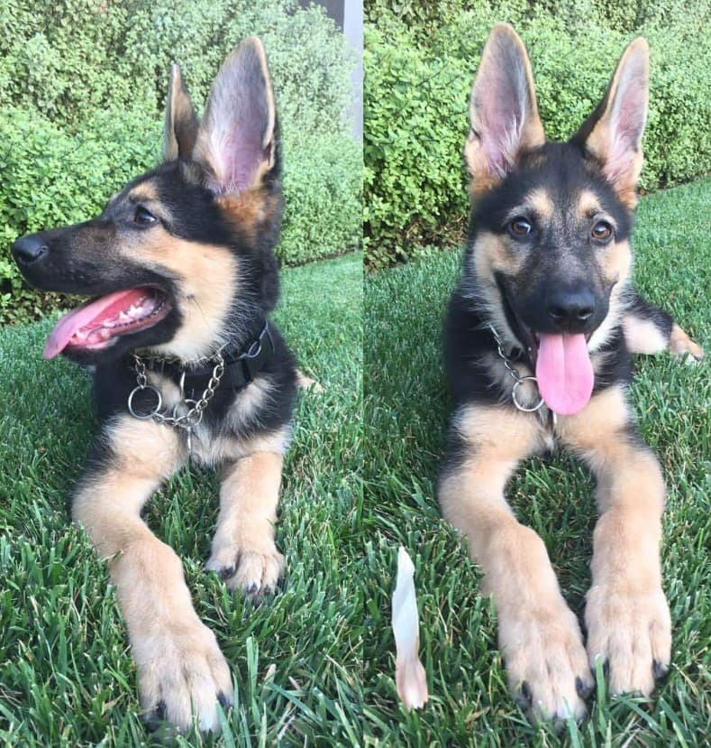 German Shepherd dog for sale. 0