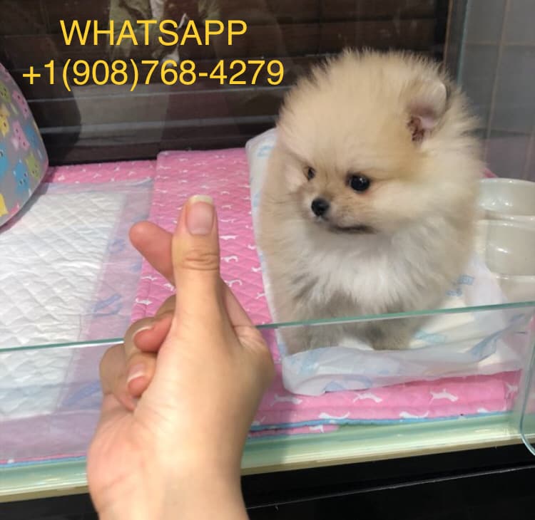 Pomeranian for sale 0