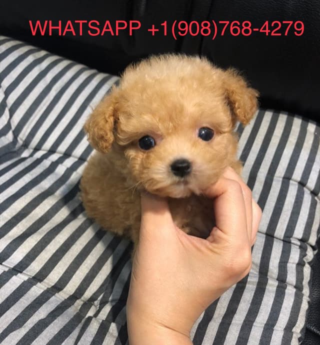Poodle puppy