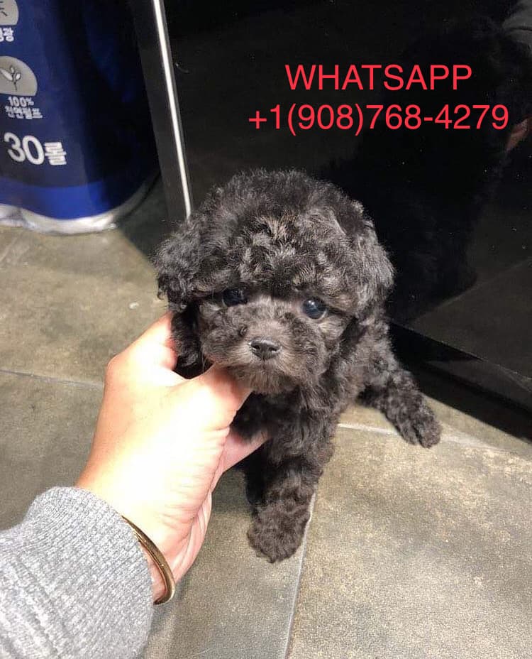 Poodle for sale 0