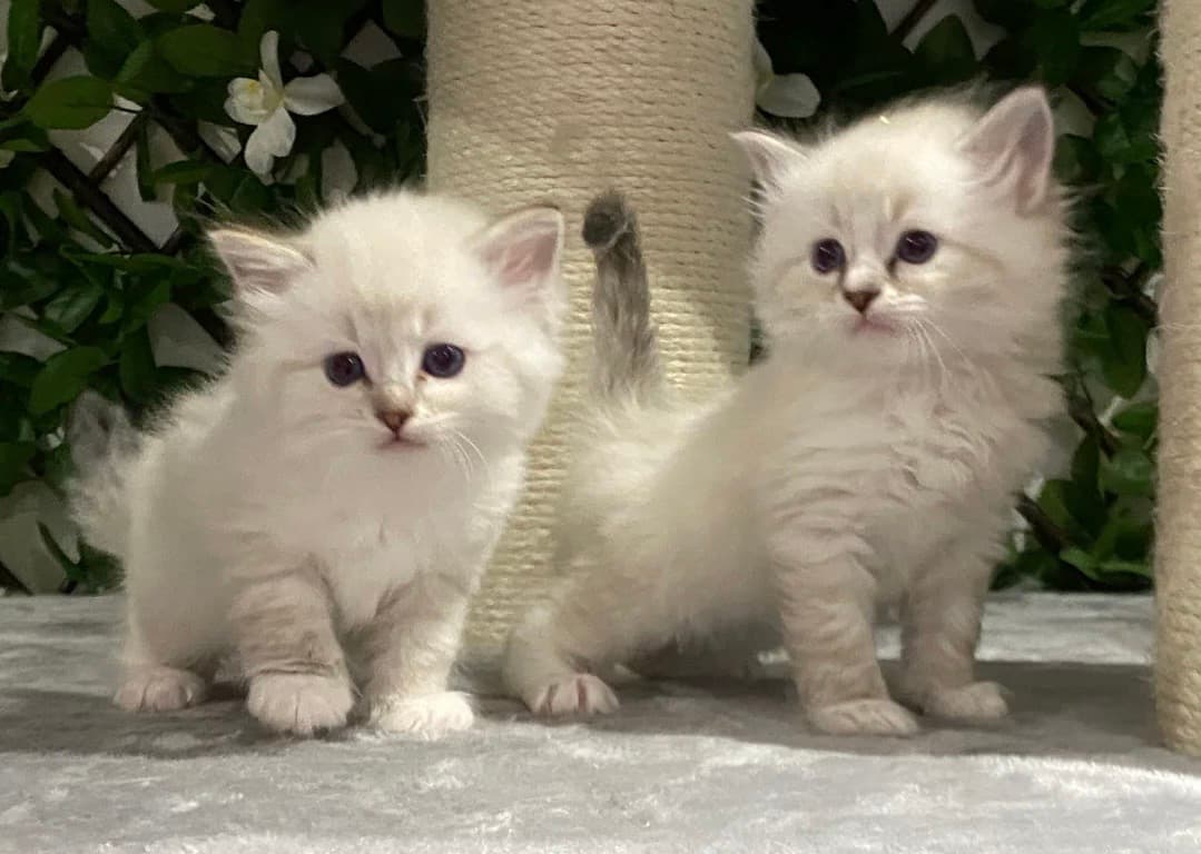 Ragdoll kitten for sale 0