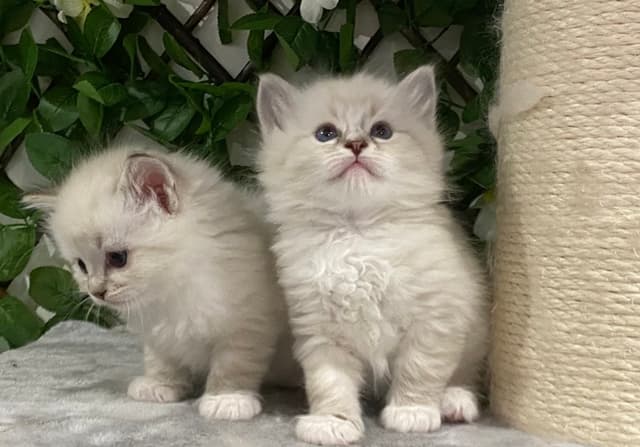Ragdoll kitten for sale