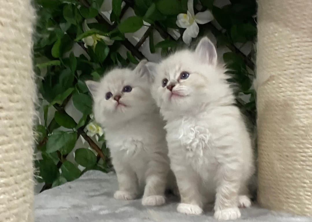 Ragdoll kitten for sale 2