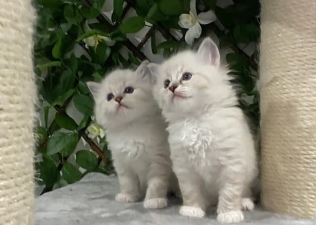 Ragdoll kitten for sale