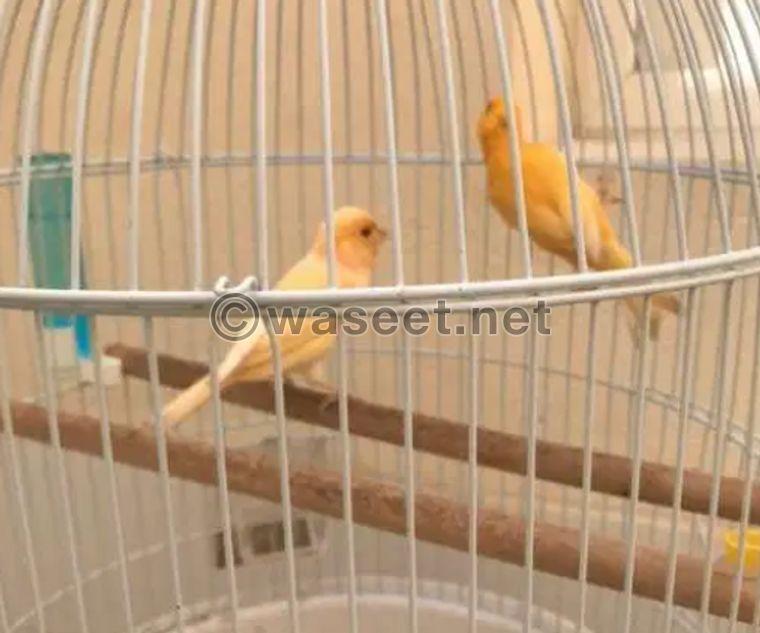 Two canaries for sale 0