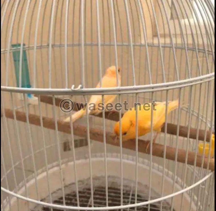 Two canaries for sale 1