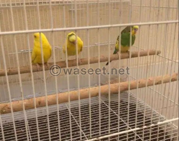 Indian Budgies for sale 0