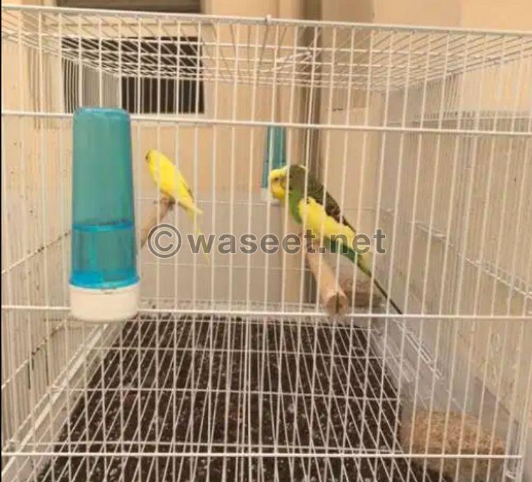 Indian Budgies for sale 1