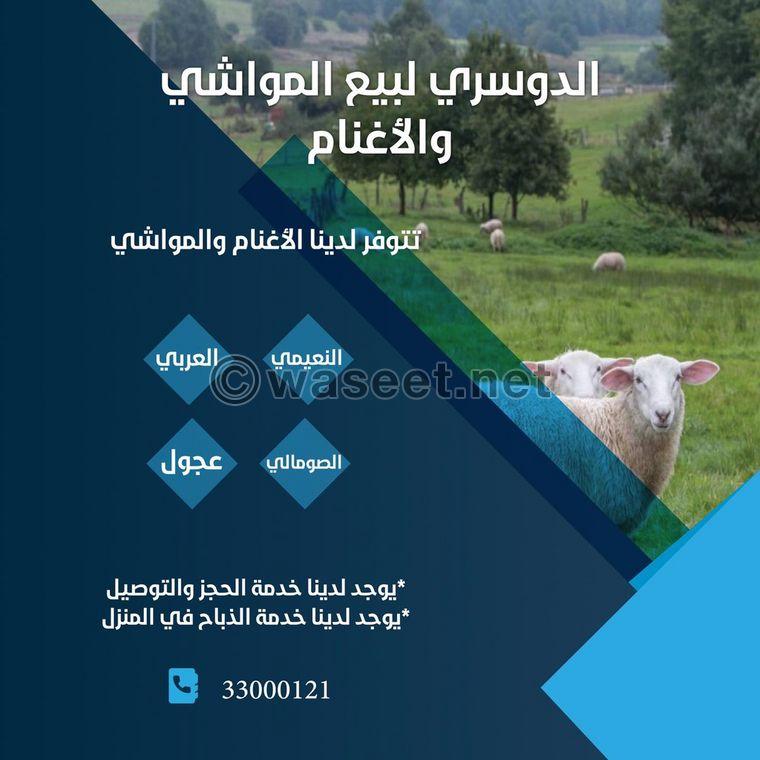 Al Dosari Livestock 0