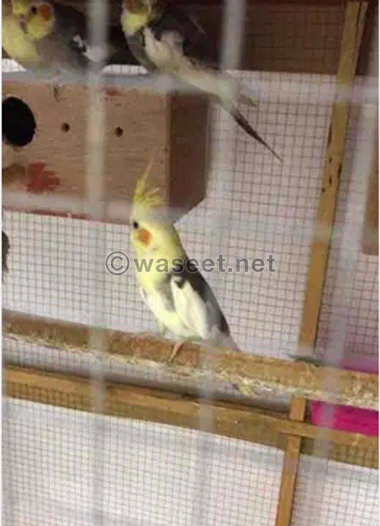 Female cocktail for sale 0