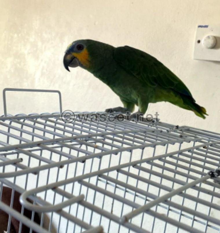 Amazon parrot for sale 0