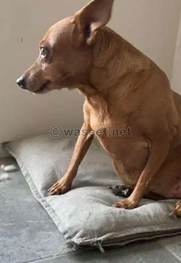 Chihuahua female for adoption 1