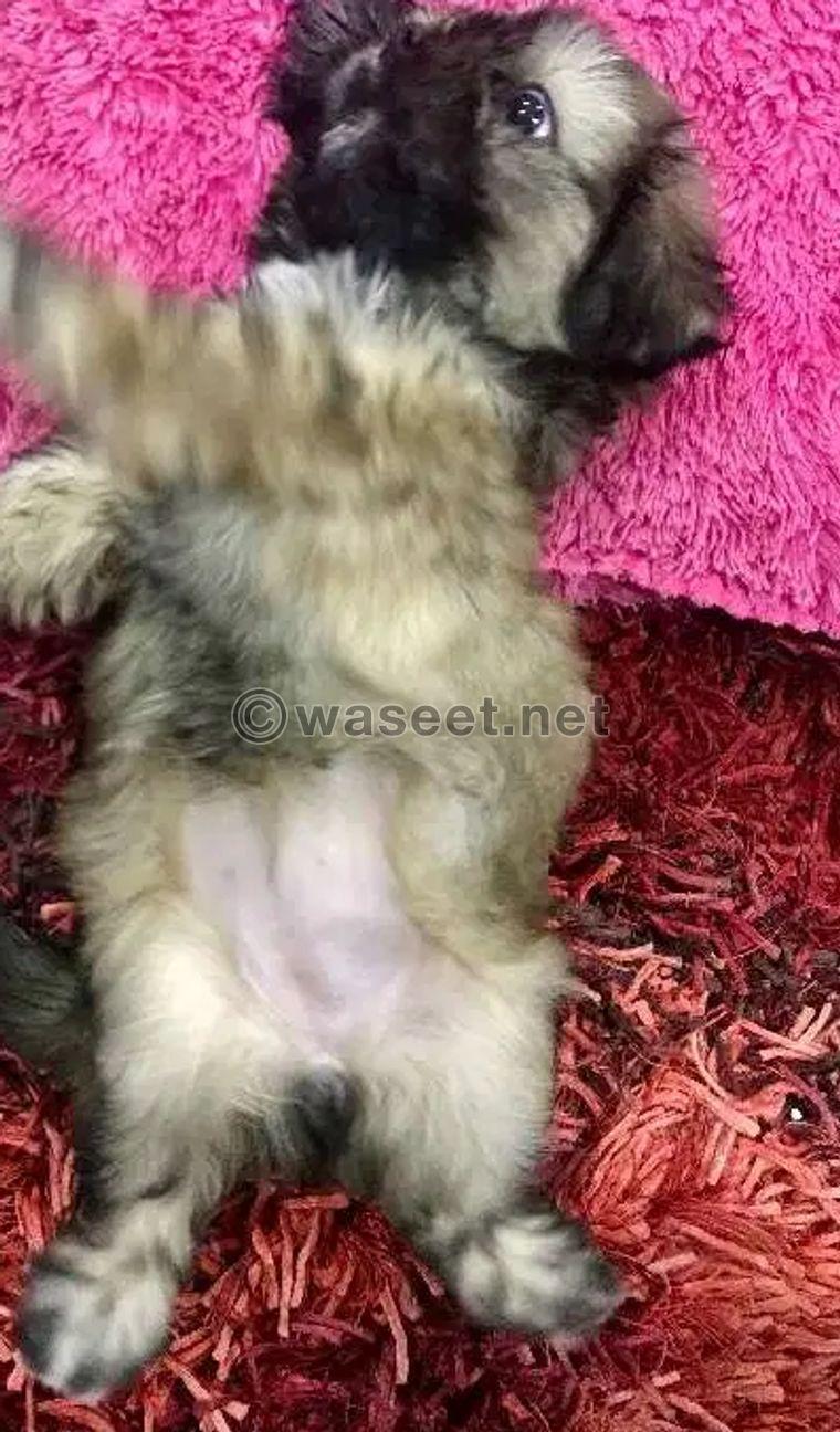 Female shitzu puppy for sale 1