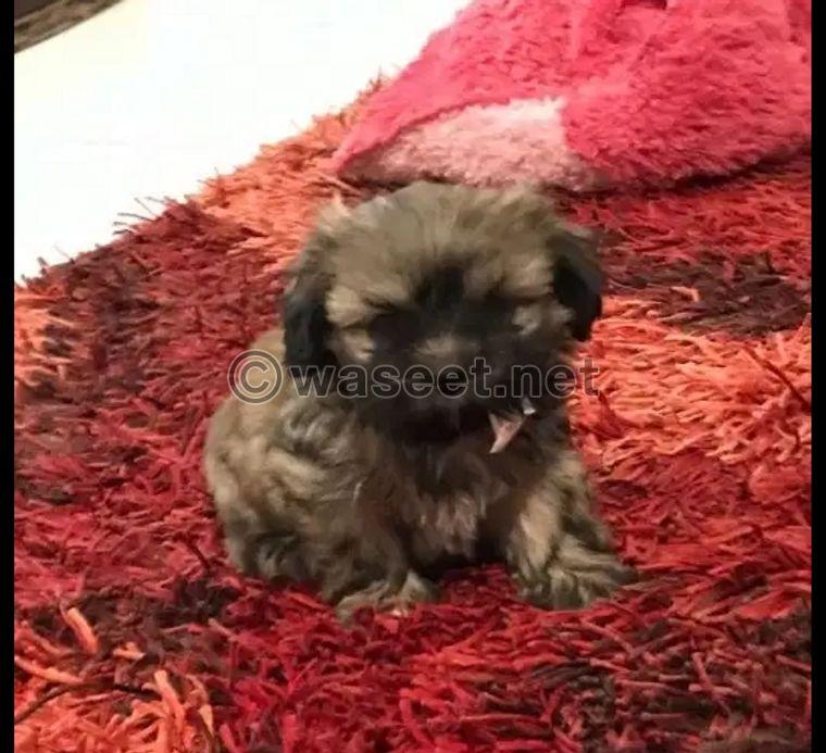 Female shitzu puppy for sale 2