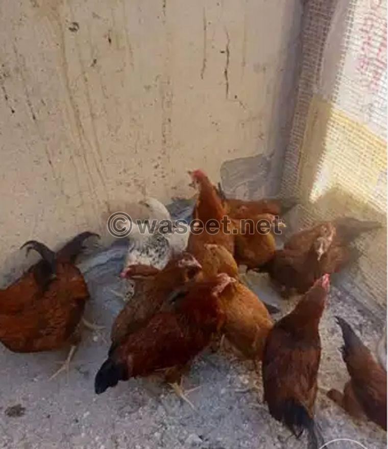 French red chicken for sale 0