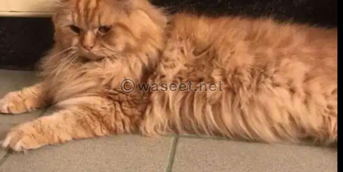 Male Persian cat for sale 0