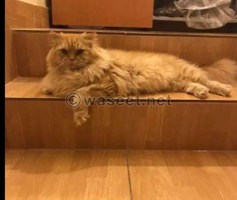 Male Persian cat for sale 1